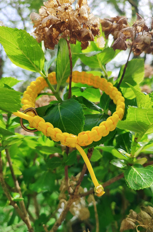 Collier évolutif pour chiot