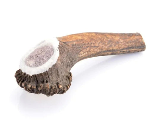 Bois de cerf entier